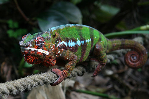 Panther chameleon